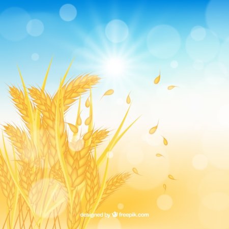 Рамка с колосьями пшеницы