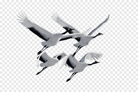 Белые Журавли на прозрачном фоне
