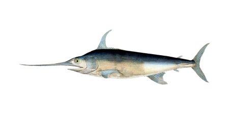 Меч рыба Средиземного моря сбоку