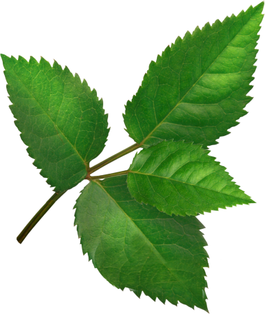 Листья на прозрачном фоне