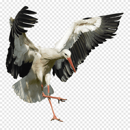 Парящий Аист