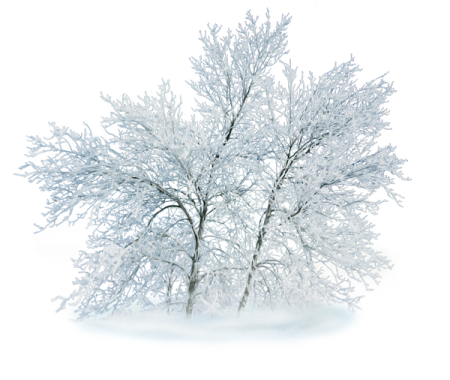 Деревья в снегу на белом фоне