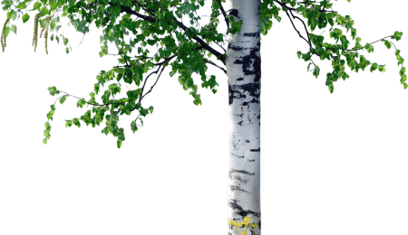 Береза на белом фоне