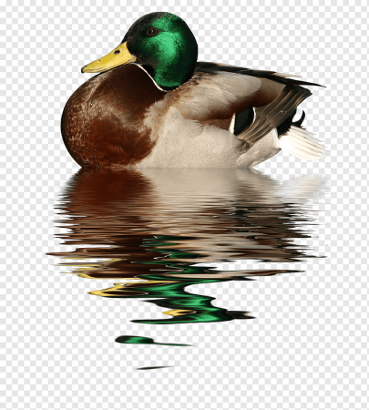 Кряква утка