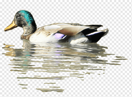 Кряква утка