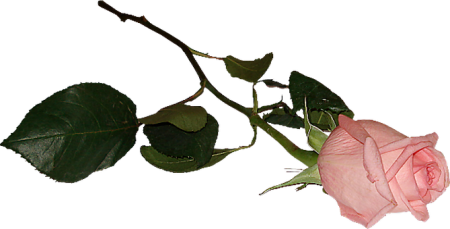 Белая роза лежит PNG