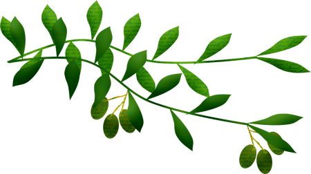 Олива европейская листья Gyu