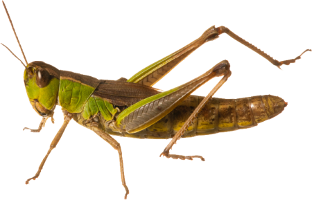 Grasshopper («кузнечик», 1946).