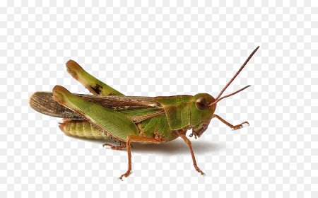 Grasshopper («кузнечик», 1946).