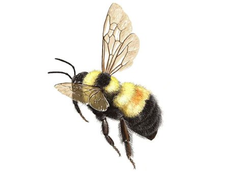 Шмель Bombus Impatiens