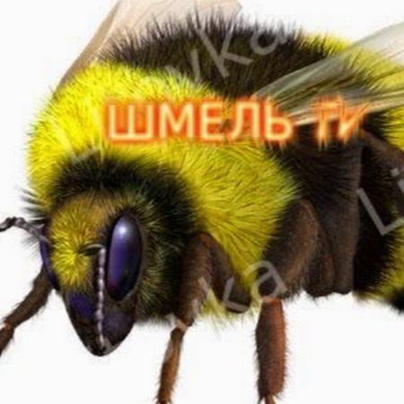 Шмель на прозрачном фоне