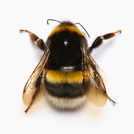 Bombus arisi