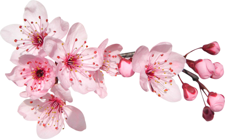 Черри блоссом Gyu