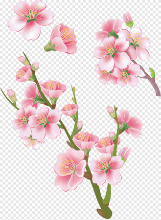 Цветы сакуры клипарт (50 фото)