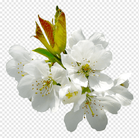 Цветы вишни клипарты (50 фото)