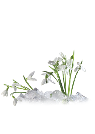 Подснежники фон