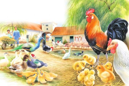 Ушинский к. "петушок с семьёй"