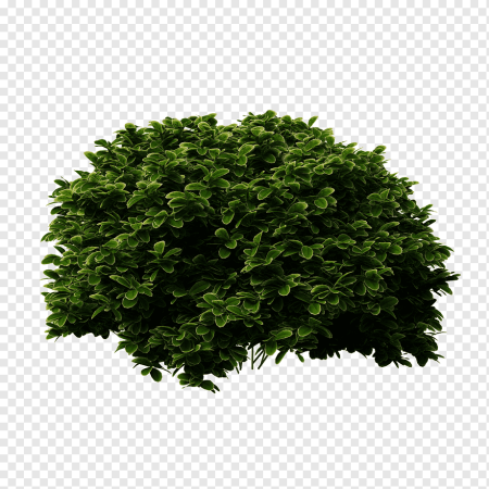 Кущ дерево