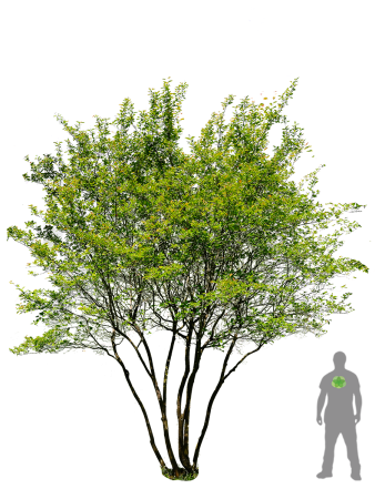 Amelanchier lamarckii Cutout