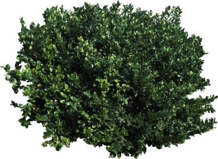 Bush кустарник