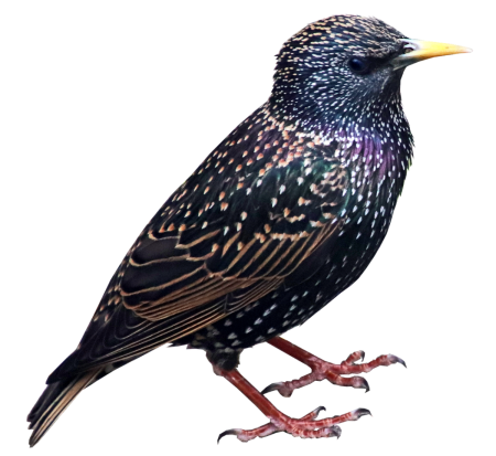 Скворец для детей