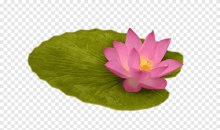 Цветок Nelumbo nucifera водяная Лилия