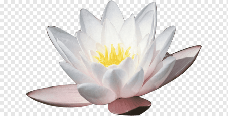 Кувшинка белая