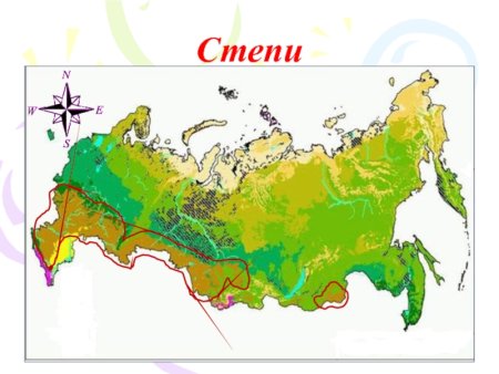 Карта России леса степи Тайга тундра