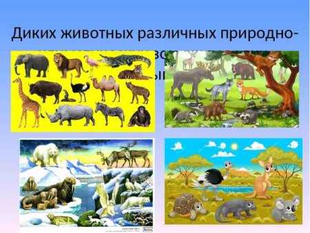 Животные различных природных зон