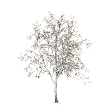 SPEEDTREE Birch