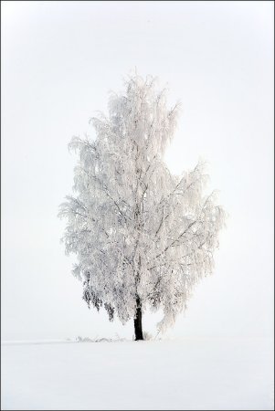 Береза зимой на белом фоне