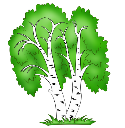 Береза картинка