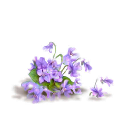 Ветка фиалки на белом фоне