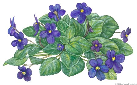 Узамбарские фиалки рисунок