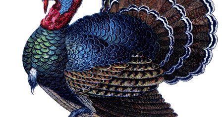 Индюк на прозрачном фоне