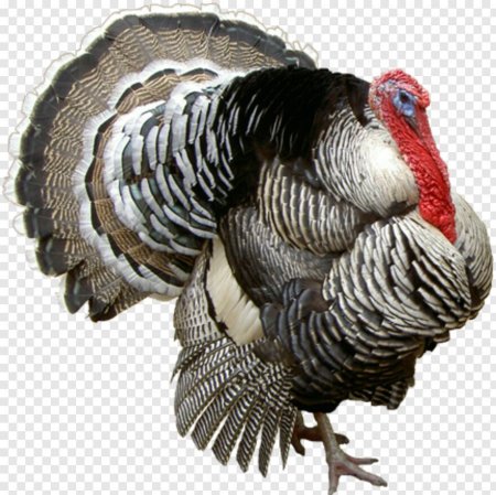 Индюк сказочный