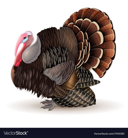 Индюк на прозрачном фоне