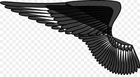 Крыло птицы на белом фоне