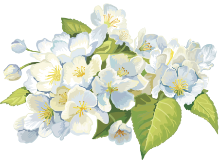 Жасмин кустарник