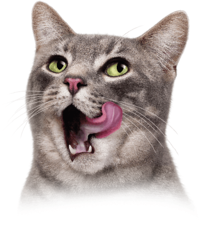 Голова кота