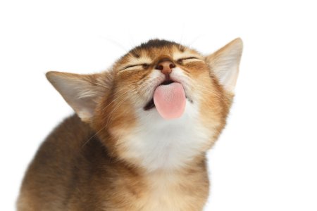 Котенок лижет экран