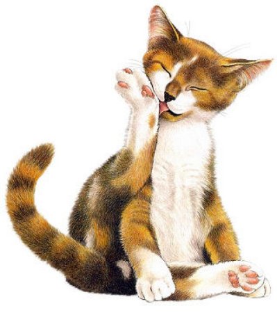 Кот вылизывает лапу