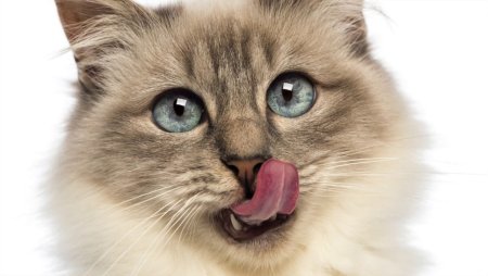 Морда кота на белом фоне