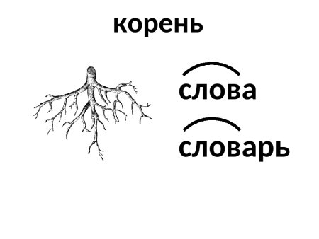 Корень слова корень