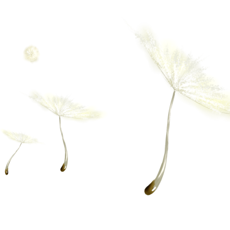 Семена одуванчика без фона