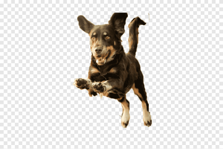 Собака бежит на белом фоне