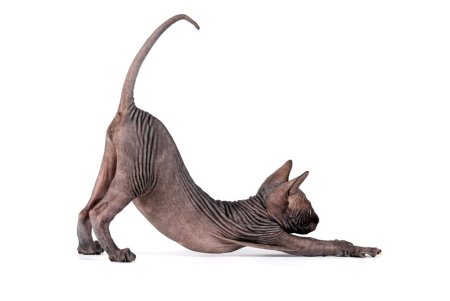 Кот сфинкс