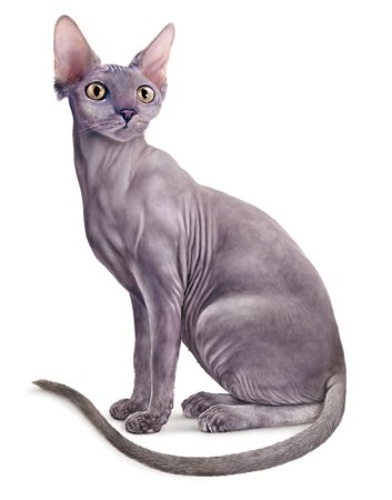 Кот сфинкс