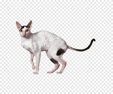 Корниш рекс на белом фоне