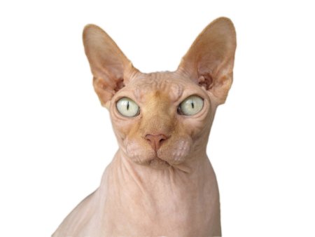 Сфинкс кошка